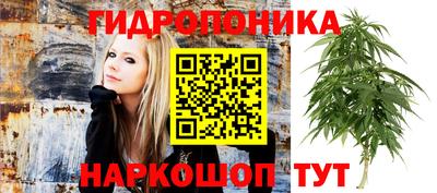 сатива Краснознаменск